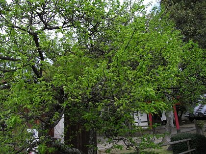 RIMG0119.JPG